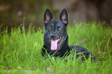 Black shepherd lying in a meadow under the trees