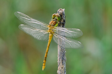 Common darter dragonfly female  sitting with spread wings on a dry stalk of grass. Wings covered with morning dew. Genus species Sympetrum striolatum. 