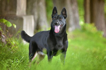Black shepherd dog standing in a meadow under the trees