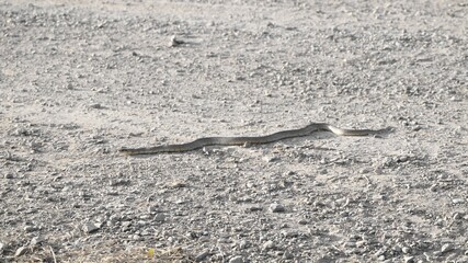 reptil de tonos verdes con línea negra sobre el lomo tomando el sol en un sendero del lago de ivars y vila sana, lérida, españa, europa