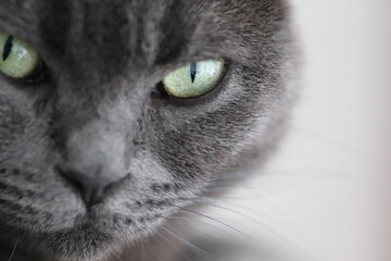 Close-up British Shorthair with green eyes