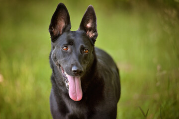 Black shepherd dog standing in a meadow under the trees