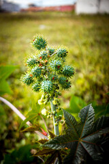 green plant in the park