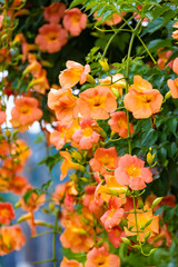 ノウゼンカズラの花