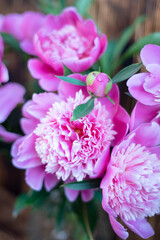 Peony and flower buds surrounded by thick green leaves. A wooden wall in the background.