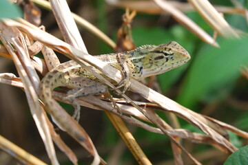 lizard on a green grass