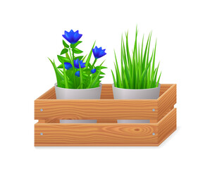 Flowerpots in wooden crate isolated on white background. 3d garden box with blue flowers and green grass in pots. Vector realistic basket from brown timber with plants in front view