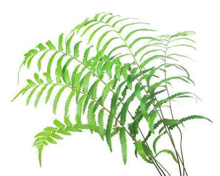 fresh fern leaves isolated on white background