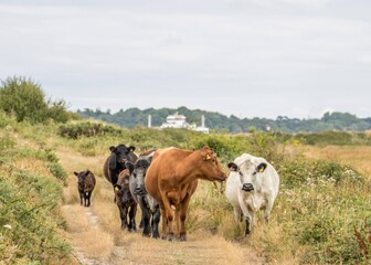 cows and calves standing on the footpath in the English countryside 