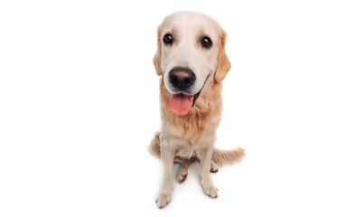Golden retriever dog isolated on white background. Beautiful doggy labrador sitting with tonque out and looking at the camera. Portrait of cute funny pet with copyspace