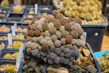 a variety of beautiful cacti on a small farm