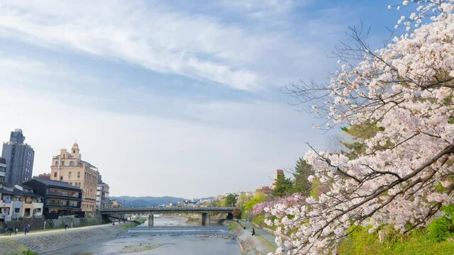 京都タイムラプス　春　満開の桜