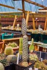 a variety of beautiful cacti on a small farm