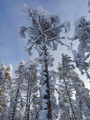 winter landscape with white snow caps on trees and snowfall