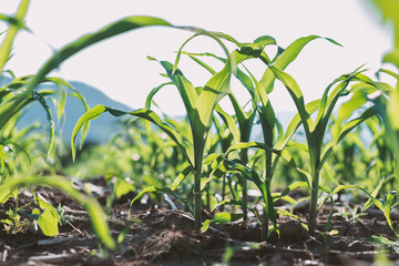 green corn field in agricultural garden