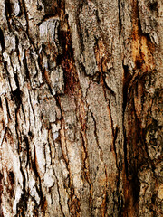 Old Tree Crack Bark