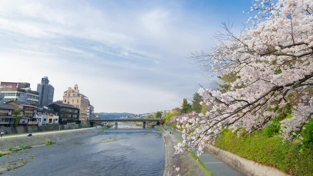 京都タイムラプス　春　満開の桜