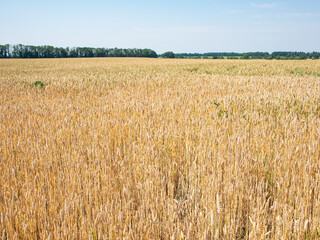 Yellow beautiful wheat field landscape farmland