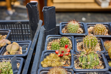 a variety of beautiful cacti on a small farm