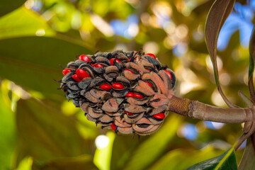 Semillas de magnolio © alfonsosm