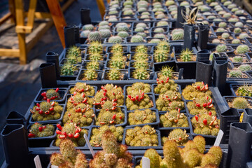 a variety of beautiful cacti on a small farm