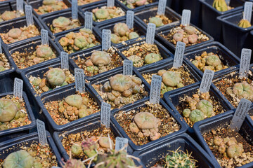 a variety of beautiful cacti on a small farm