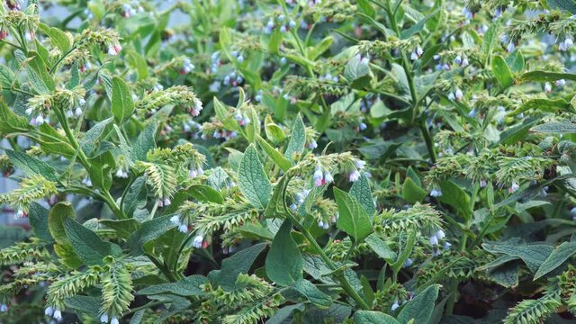 Small blue flower comfrey bell. Symphytum officinale. Medicinal plant. Selective focus