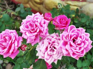 Obraz premium pink and white roses