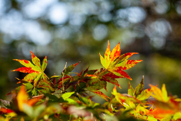 autumn leaves background