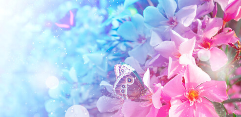 Fototapeta na wymiar Beautiful summer flowers and tropical butterflies, web banner for website with soft focus, toned image pink with blue
