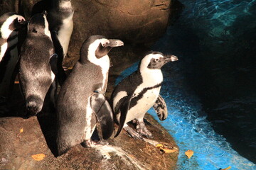 Small penguins at Madrid zoo