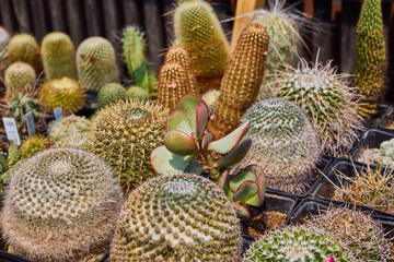 a variety of beautiful cacti on a small farm