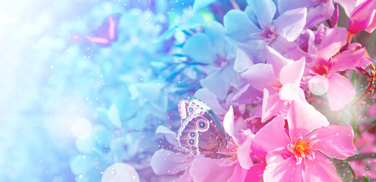 Beautiful summer flowers and tropical butterflies, web banner for website with soft focus, toned image pink with blue