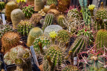 Fototapeta premium a variety of beautiful cacti on a small farm