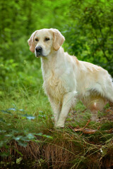 Adorable calm adult Golden Retriever dog standing on grass on field on sunny spring day