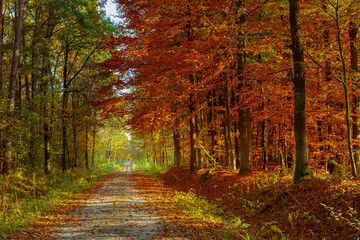 A long road through a colorful autumn forest
