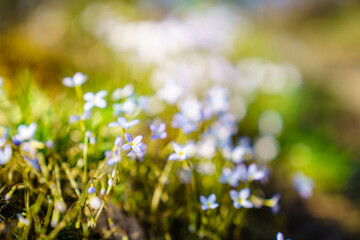 Fototapeta premium Creeping Bluet