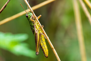 Grashüpfer auf Planze