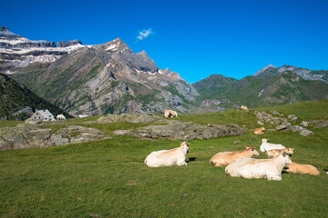Vaches de race Gasconne à l'estive sur le plateau des Cardous, au pied du refuge des Espuguettes...