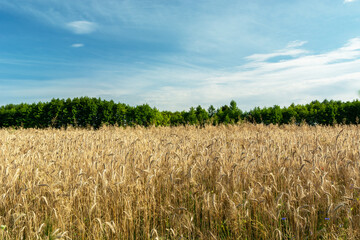 Triticale field and green trees, clouds on the sky