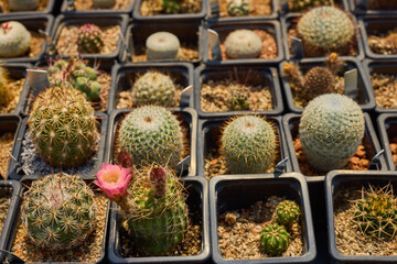 a variety of beautiful cacti on a small farm