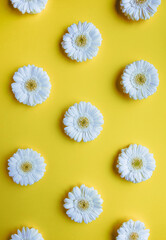 White gerbera flower daisy buds arranged in a pattern on trendy yellow colour background. Creative spring flat lay composition in top view with copy space.