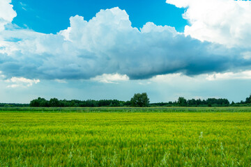 Green barley field and clouds against the blue sky