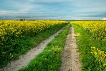 Dirt road through the rape field and clouds on the sky