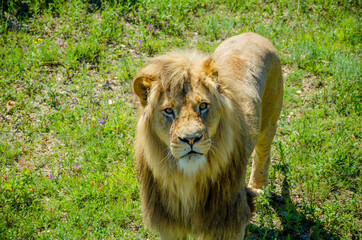 The lion stands on the grass and looks carefully.