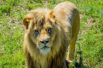 The lion is walking on the green grass.