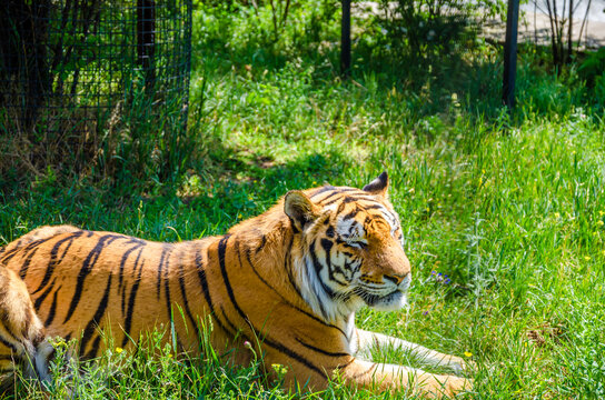 A striped tiger is lying on the grass.