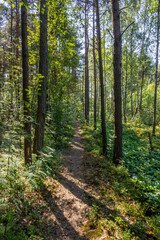 Fototapeta na wymiar Footpath in Woods Sunny Trees Summer Landscape Trail in Forest Background Green Leaves and Branches Backdrop