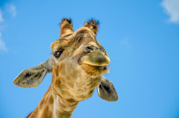 The giraffe's head is close against the sky.