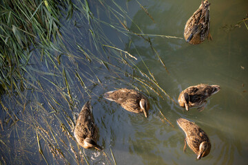 Ducks in the river. Ducks swim on the water.
